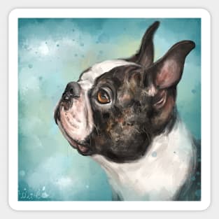 Painting of an Adorable Boston Terrier Looking Left on Blue Background Sticker